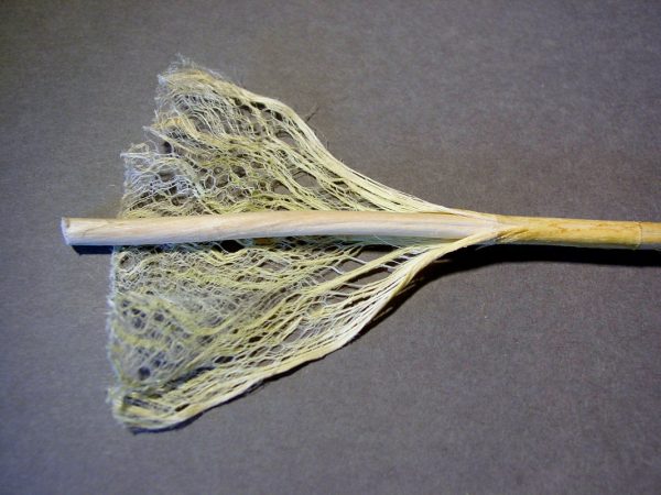 Les fibres du chanvre textile sont situées à la périphérie de la tige, autour d’une moelle poreuse – image issue du Domaine Public